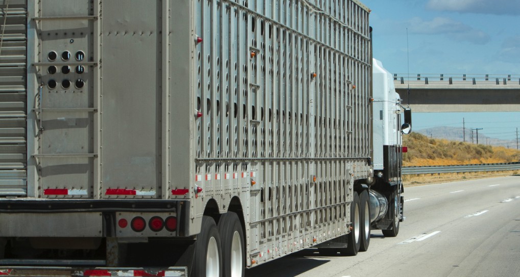 Nutritional therapy tackles livestock transport | Rural Roots Canada