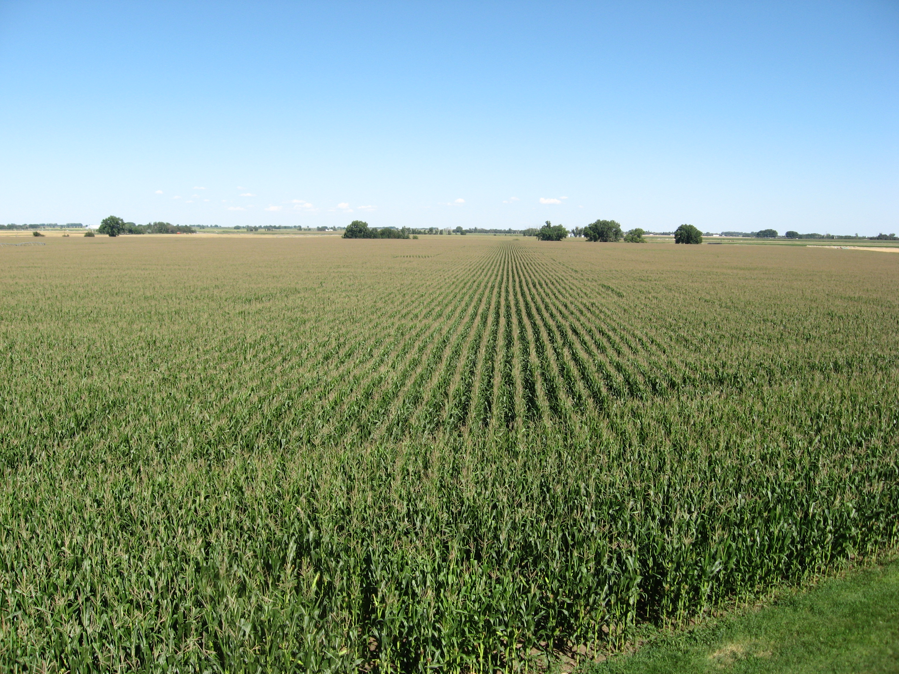 Contact Us Rural Roots Canada