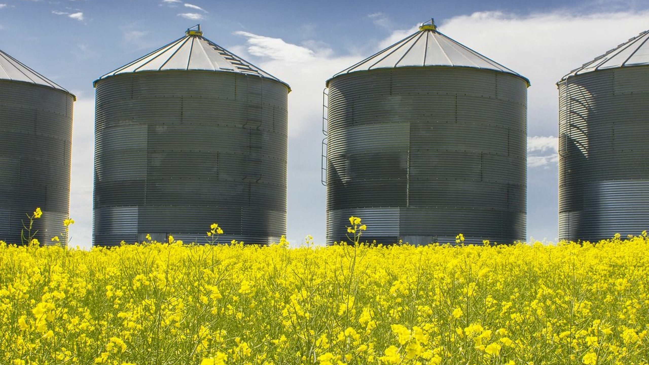 Agriculture once again at the forefront of the Calgary Stampede Rural