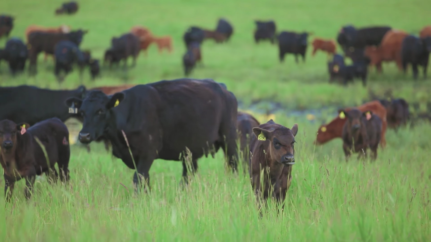 Two Methods, Four Steps for Calculating Carrying Capacity | Rural Roots ...