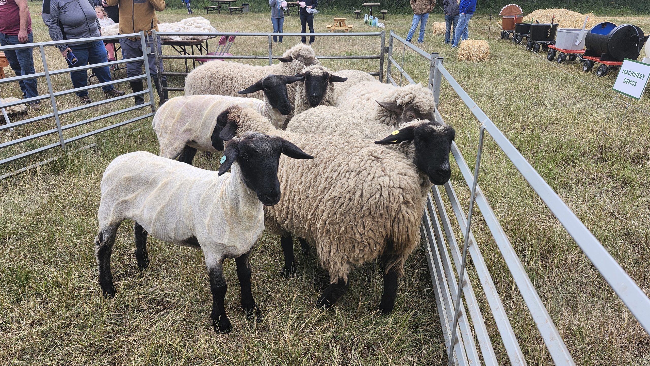 Showcasing the Ancient Tradition of Sheep Shearing | Rural Roots Canada