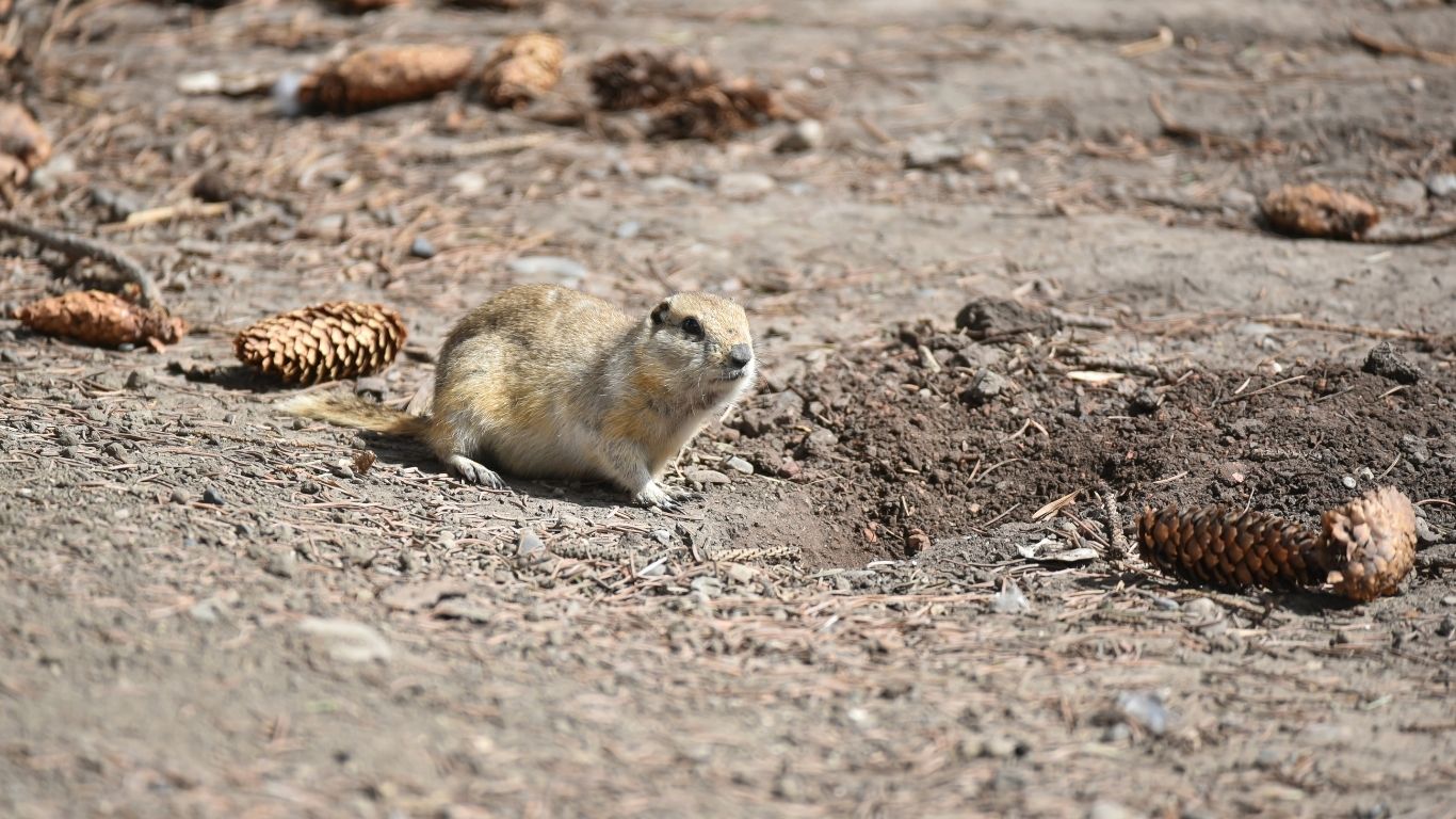 Root Squirrel Strychnine use expanded in Saskatchewan in fight against gophers ...